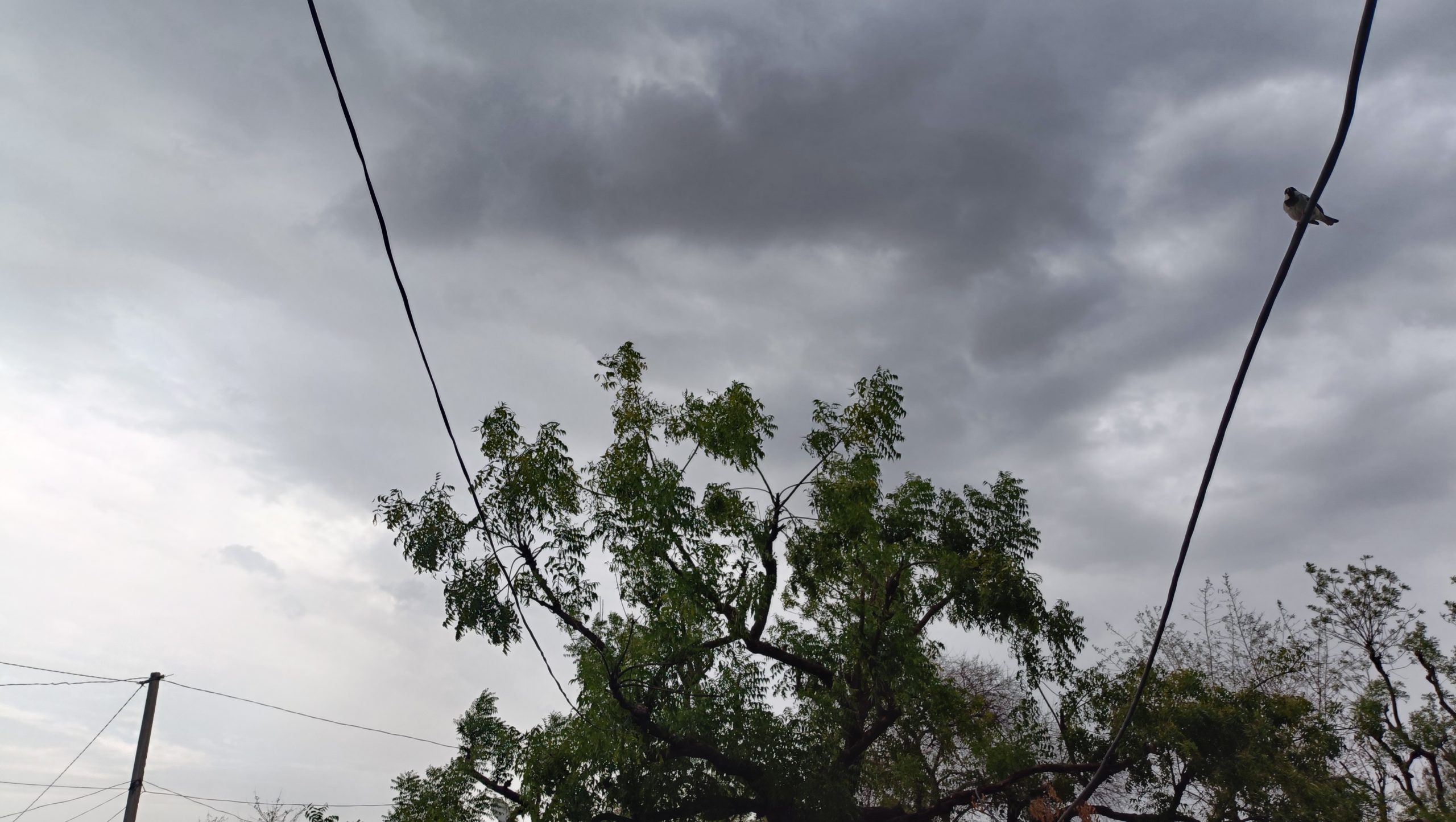 Weather Alert: Rain and Thunderstorms Expected in Kota, Udaipur, Bharatpur, Jodhpur, and Bikaner on June 14–15