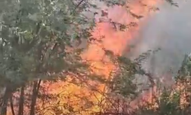 Massive Fire Near Soneshwar Balaji Temple Hill in Karauli, Hundreds of Trees Destroyed