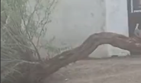 Pre-Monsoon Gains Pace in Rajasthan: Heavy Rains Lash Chittorgarh, Wall Collapse Kills Man in Bhilwara, Bisalpur Dam Sees Rise