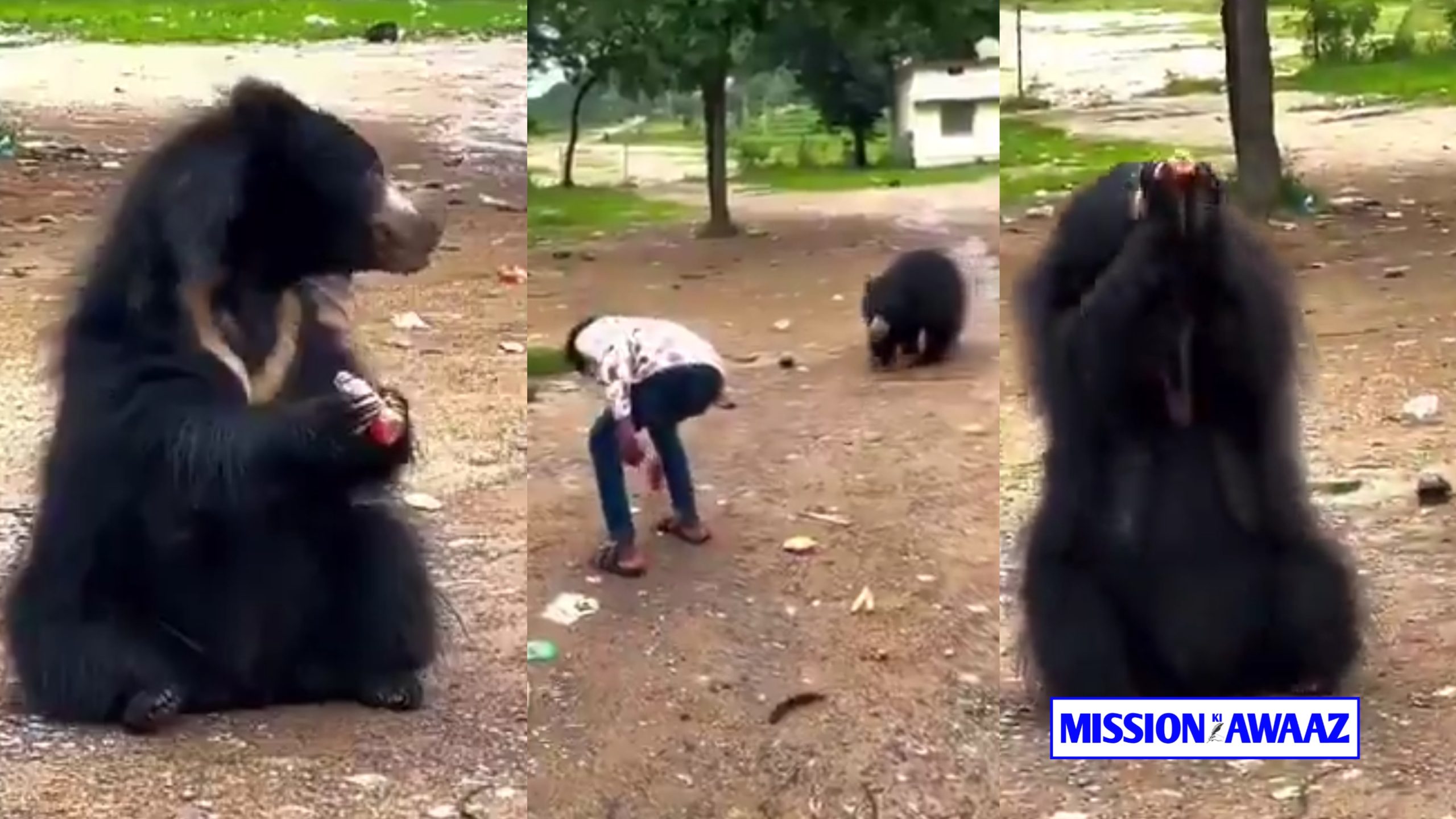 Viral Video: Bear picked up a can of cold drink and drank it in one gulp